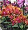 Phal. 134 Perfum